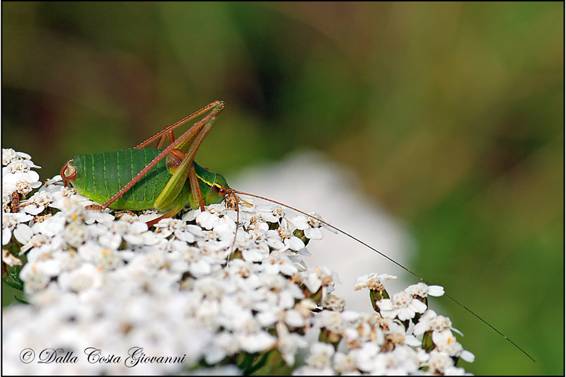 Barbitistes alpinus (Phaneropteridae)